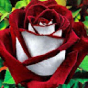 Meet your Posher, Ellen